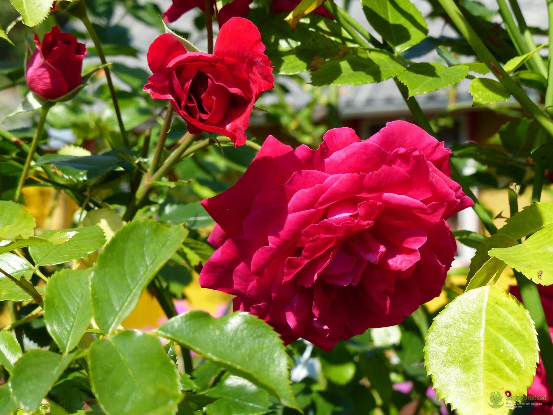 Канадская плетистая роза генри келси - сад