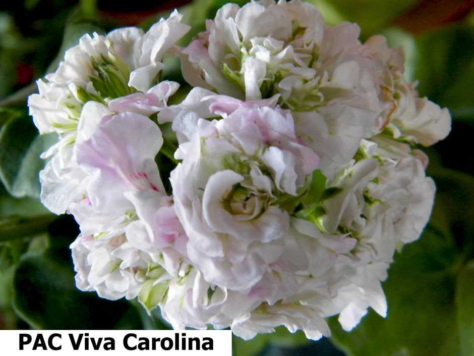О сорте пеларгонии pac viva carolina (пак вива каролина) — особенности выращивания