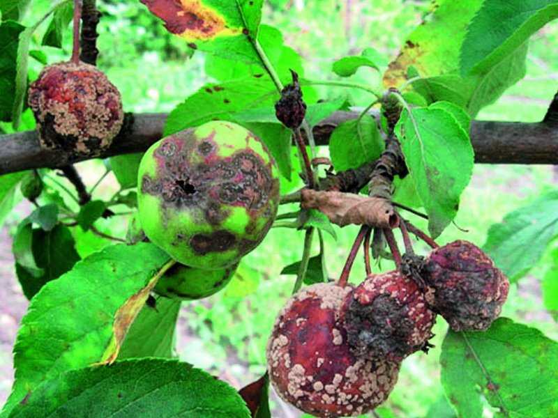 Монилиоз яблони - плодовая гниль, как бороться осенью, лечение и меры борьбы