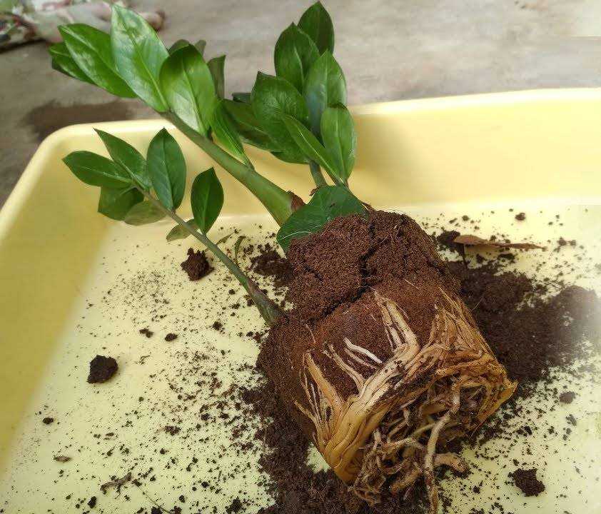 Замиокулькас: подробная инструкция по пересадке растения
