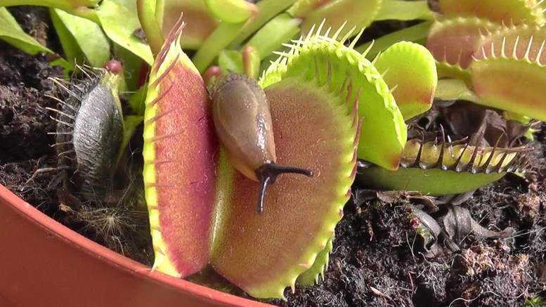 Венерина мухоловка: секреты выращивания цветка-хищника