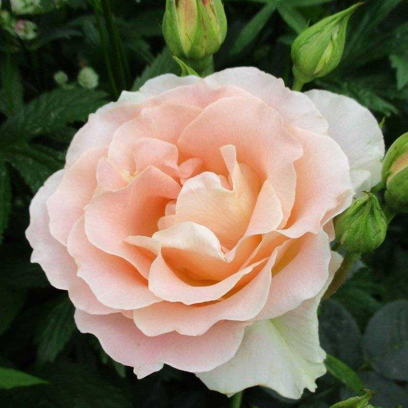 Плетистый сорт розы рококо: выращивание и особенности ухода за шрабом, виды