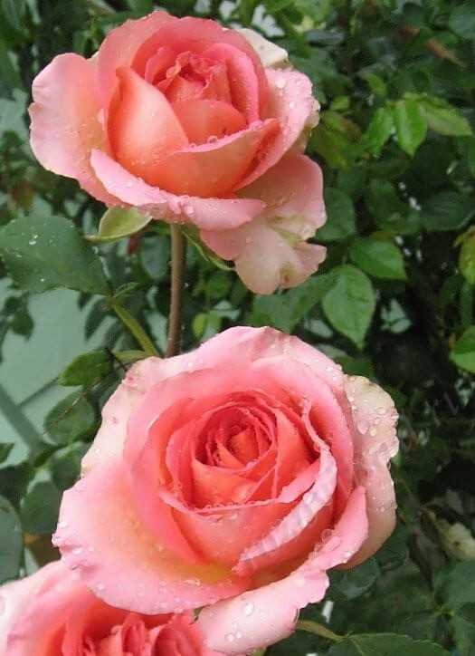 Роза мондиаль, описание и фото разновидностей