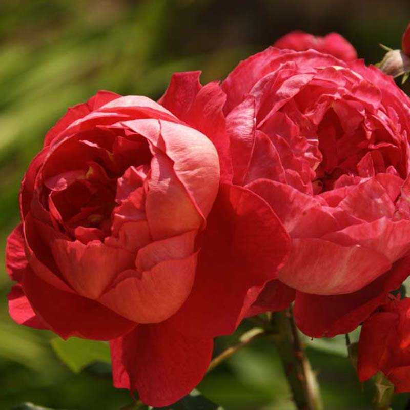 Роза бенджамин бриттен — фото и описание сорта с отзывами