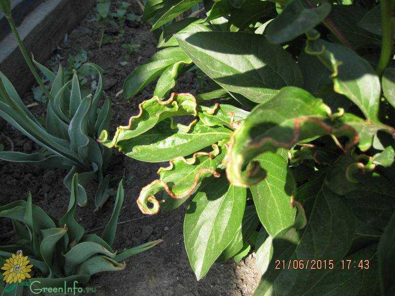 Почему у пиона скручиваются листья: причина и лечение. что делать при скручивании листочков