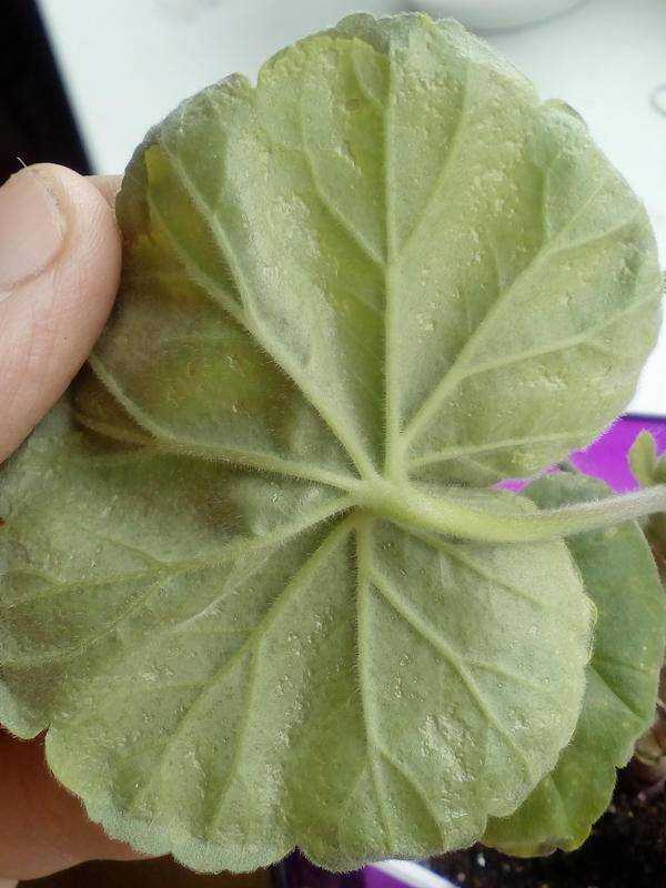 Причины болезней у герани: чем обработать листья пеларгонии от вредителей