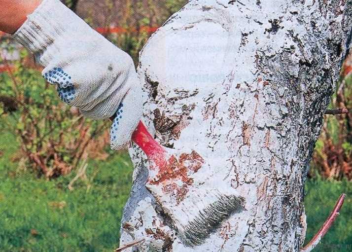 Опрыскивание плодовых деревьев в саду весной инсектицидами