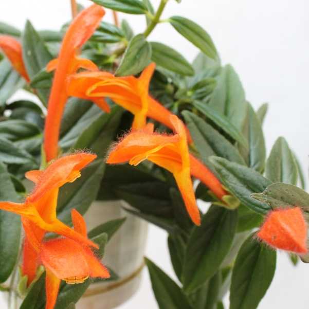 Колумнея (columnea): уход за цветком в домашних условиях