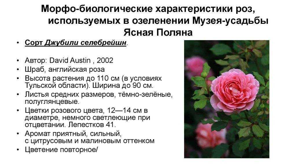 Розы шрабы: что это такое и почему они так популярны