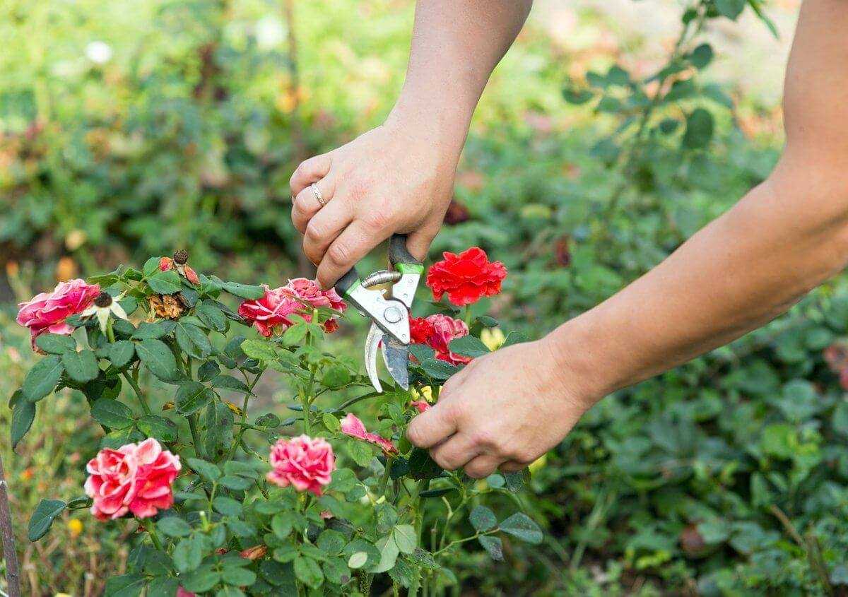 Полиантовая роза: сорта, фото, описание, отзывы, видео
