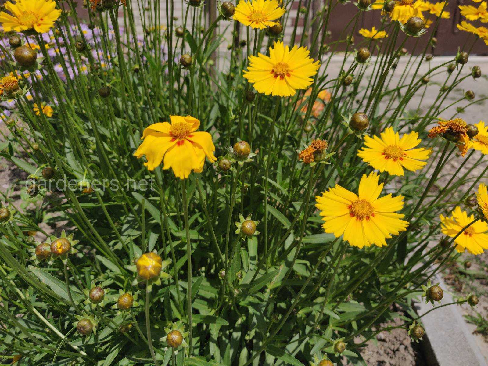 Кореопсис мутовчатый — солнечный многолетник для бедных и сухих почв