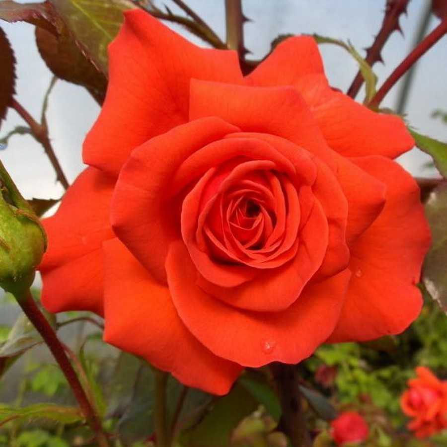 Роза Салита Salita — характеристики и особенности плетистого сортового растения, какими преимуществами обладает перед другими сортами, как выглядит Выращивание красной розы из коллекции Кордеса, как правильно ухаживать