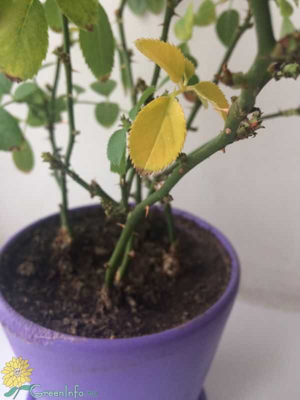 Почему листья комнатных растений желтеют, сохнут, чернеют и опадают