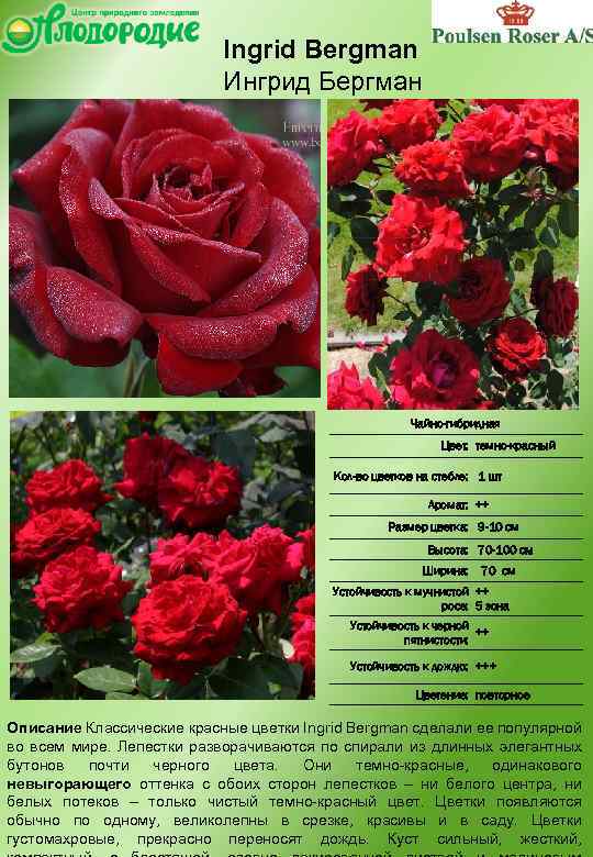Великолепные розы-шрабы: фото и описание, применение в дизайне сада