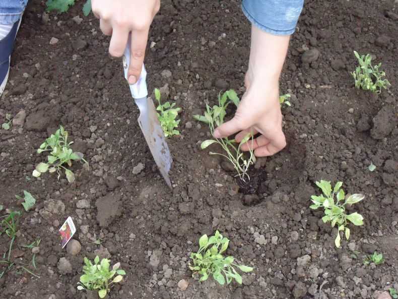 Агротехника выращивания ибериса многолетнего в открытом грунте: посадка семян, цветение