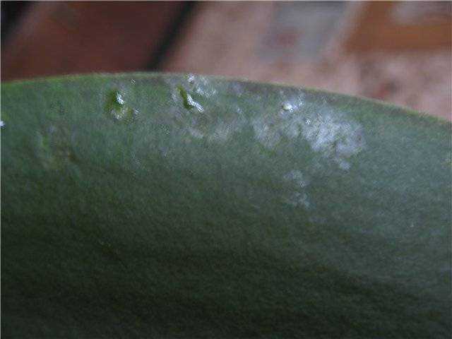 Варианты борьбы с липкими каплями и белым налетом на орхидее: причины появления