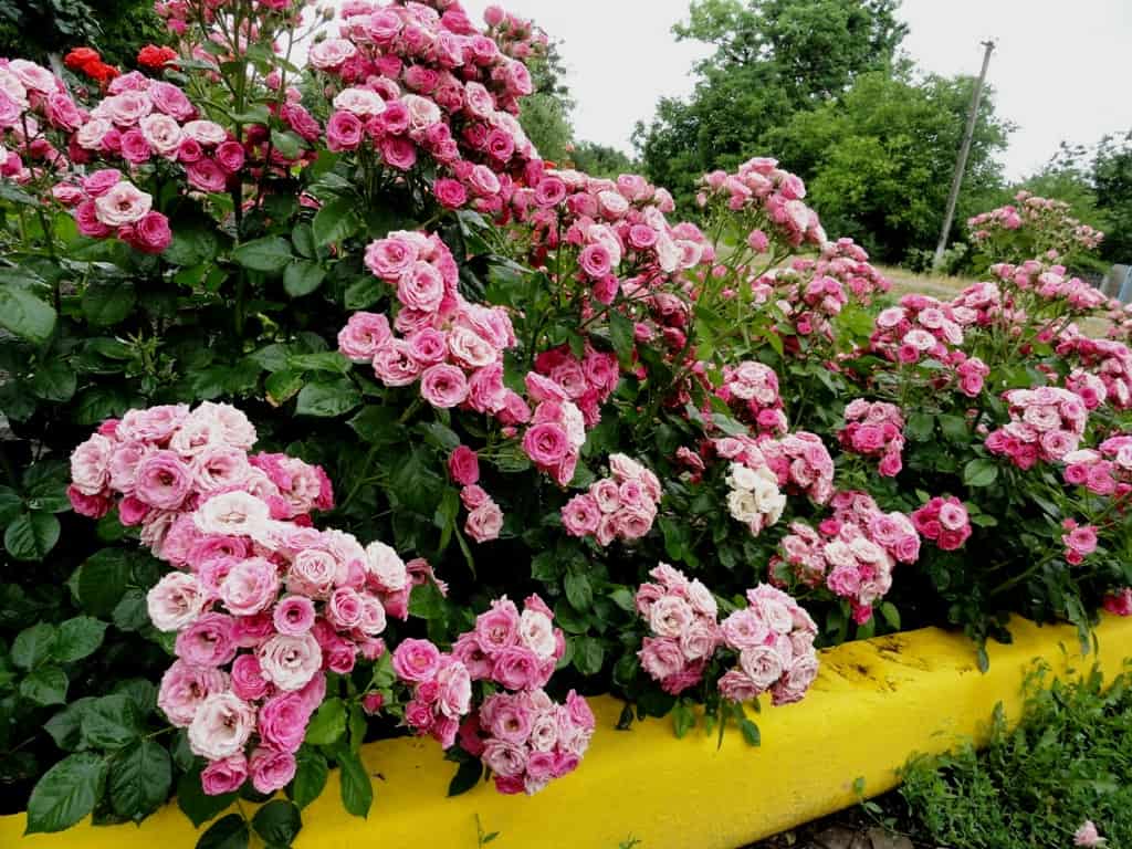 Роза лавли лидия — описание, правила посадки и ухода за растением
