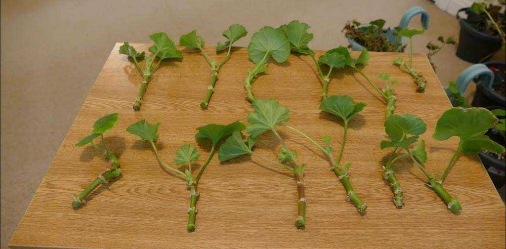 Посадка герани в горшок: как вырастить цветок из отростка без корней