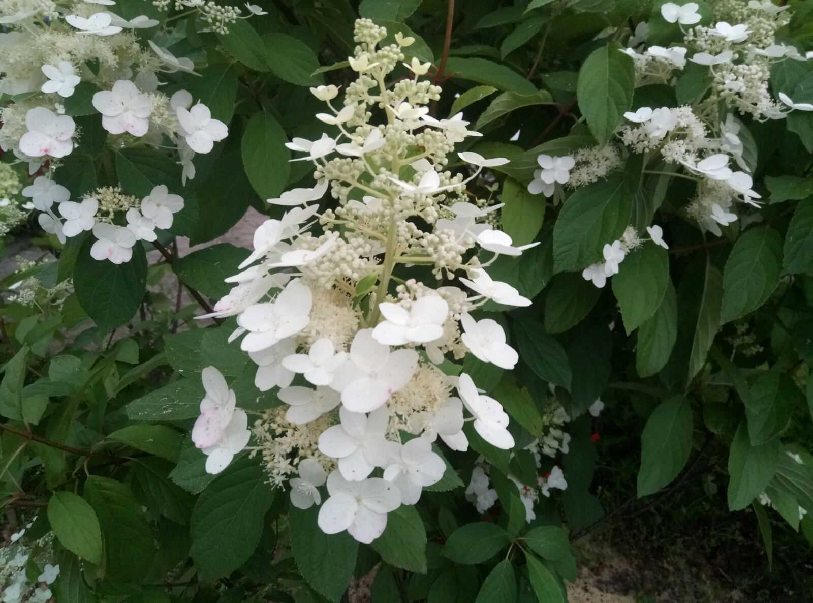 Гортензия киушу (hydrangea paniculata kyushu) — описание
