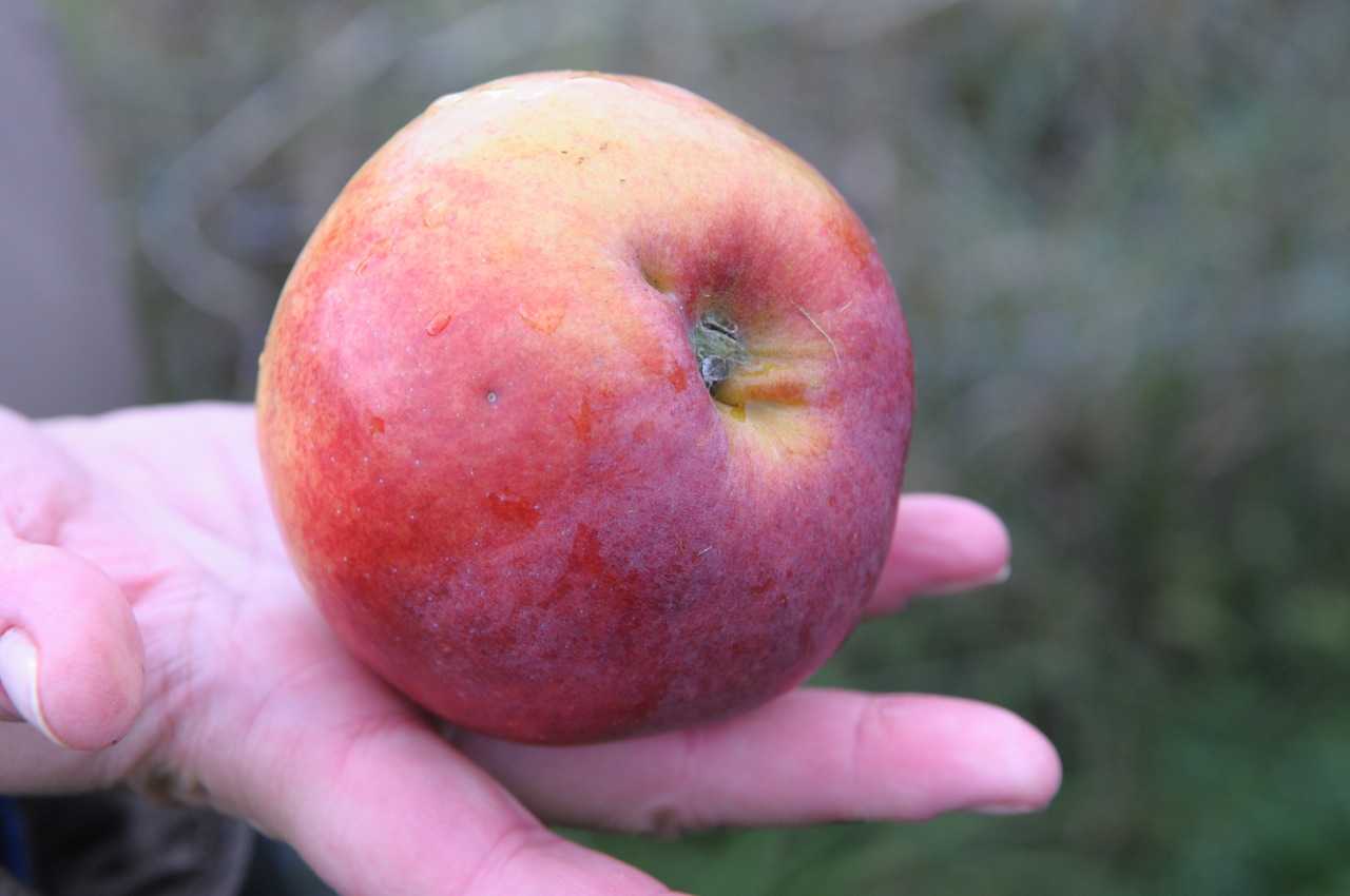 Полное описание сорта яблок пепин шафранный - плодовые деревья - 2020