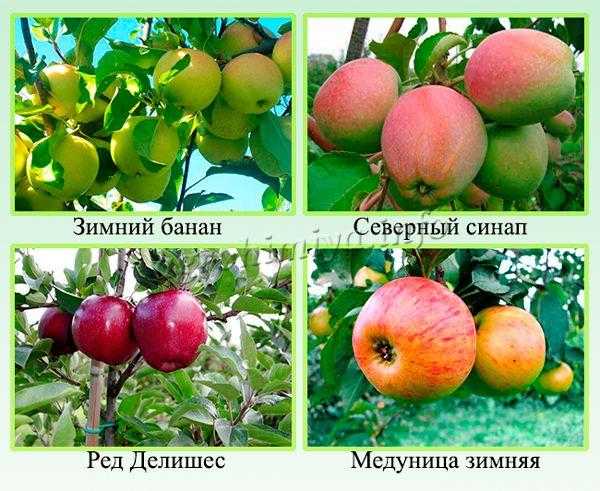 Яблоня медуница фото описание и отзывы садоводов. летний и зимний сорт