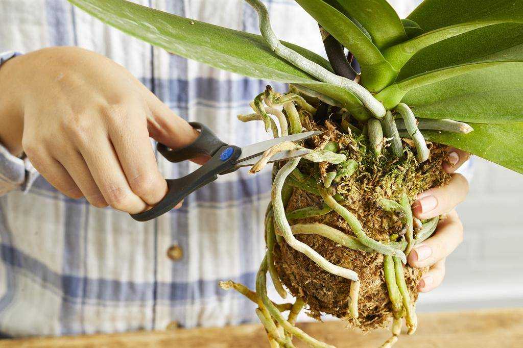 Как вырастить детку орхидеи из цветоноса в домашних условиях orchidfan.ru