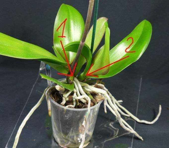 Как рассадить орхидею – пошаговый алгоритм с фото