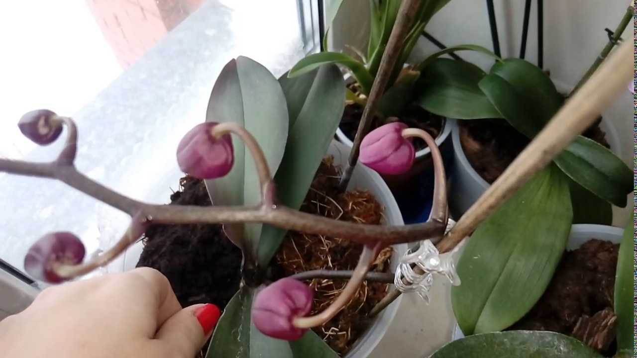 Почему у орхидеи опадают нераспустившиеся бутоны или желтеют и быстро отваливаются цветки: основные причины того, что растение сбрасывает цветы и что делать?