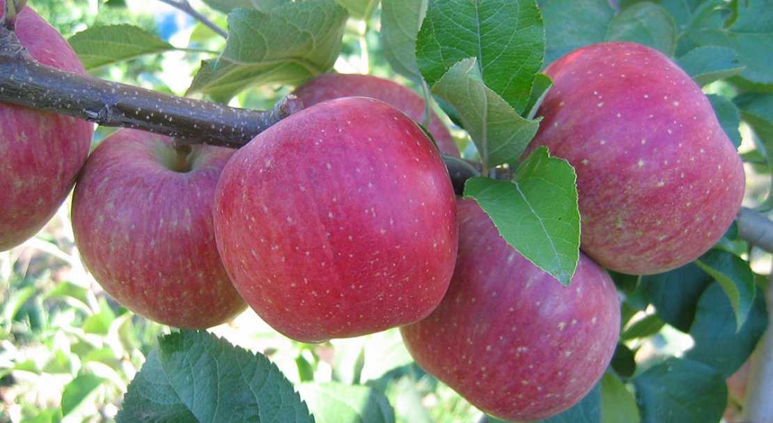 Яблоки фуджи: описание сорта, отзывы, фото, калорийность