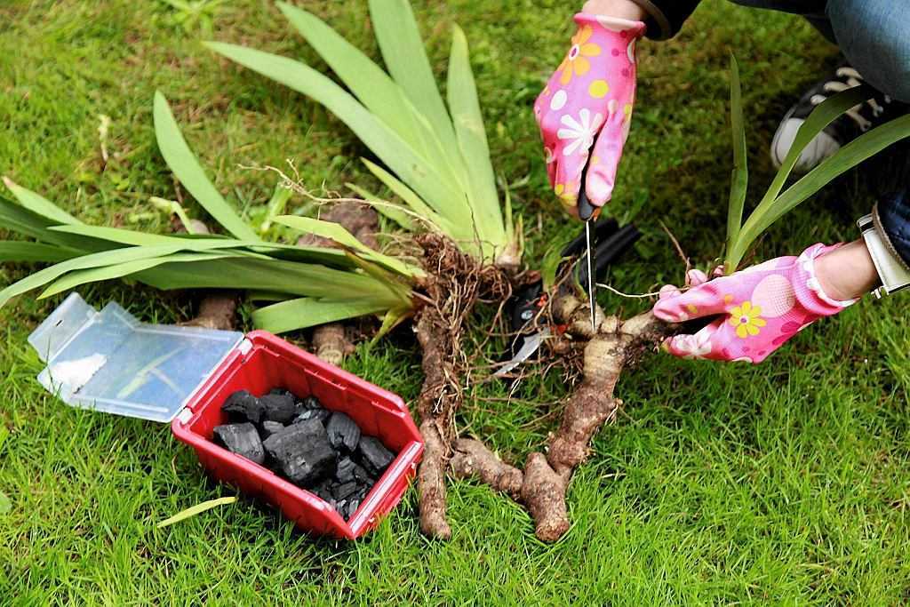 Ирисы: посадка в открытый грунт и уход, выращивание в саду