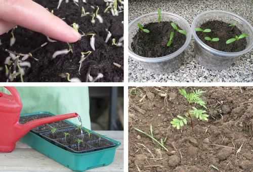 Как сажать бархатцы в почву или на рассаду - подробная инструкция от садовода