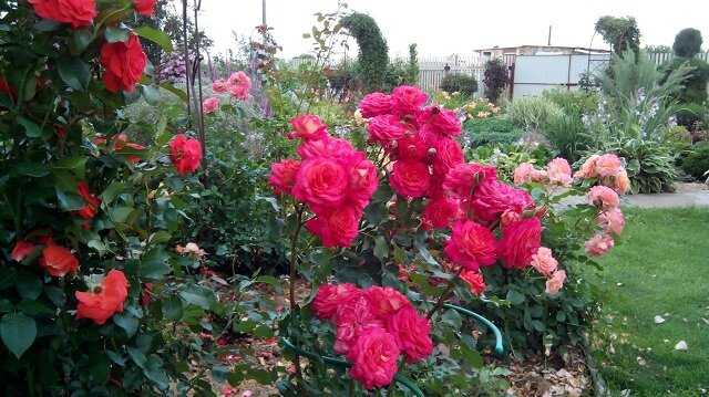 Роза флорибунда мидсаммер: посадка и правильный уход, фото цветов, отзывы садоводов