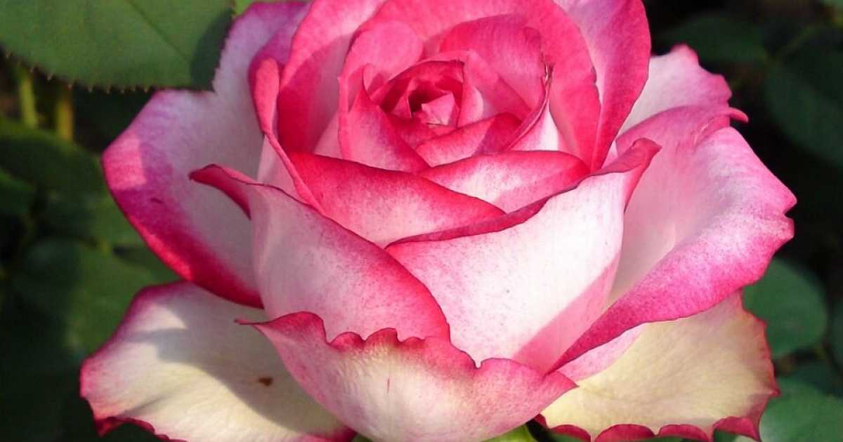Роза Афродита Aphrodite — характеристики немецкого сорта, его преимущества и недостатки, особенности внешнего виды Как выращивать чайный гибрид на приусадебном участке, период цветения, как правильно обрезать растение и когда