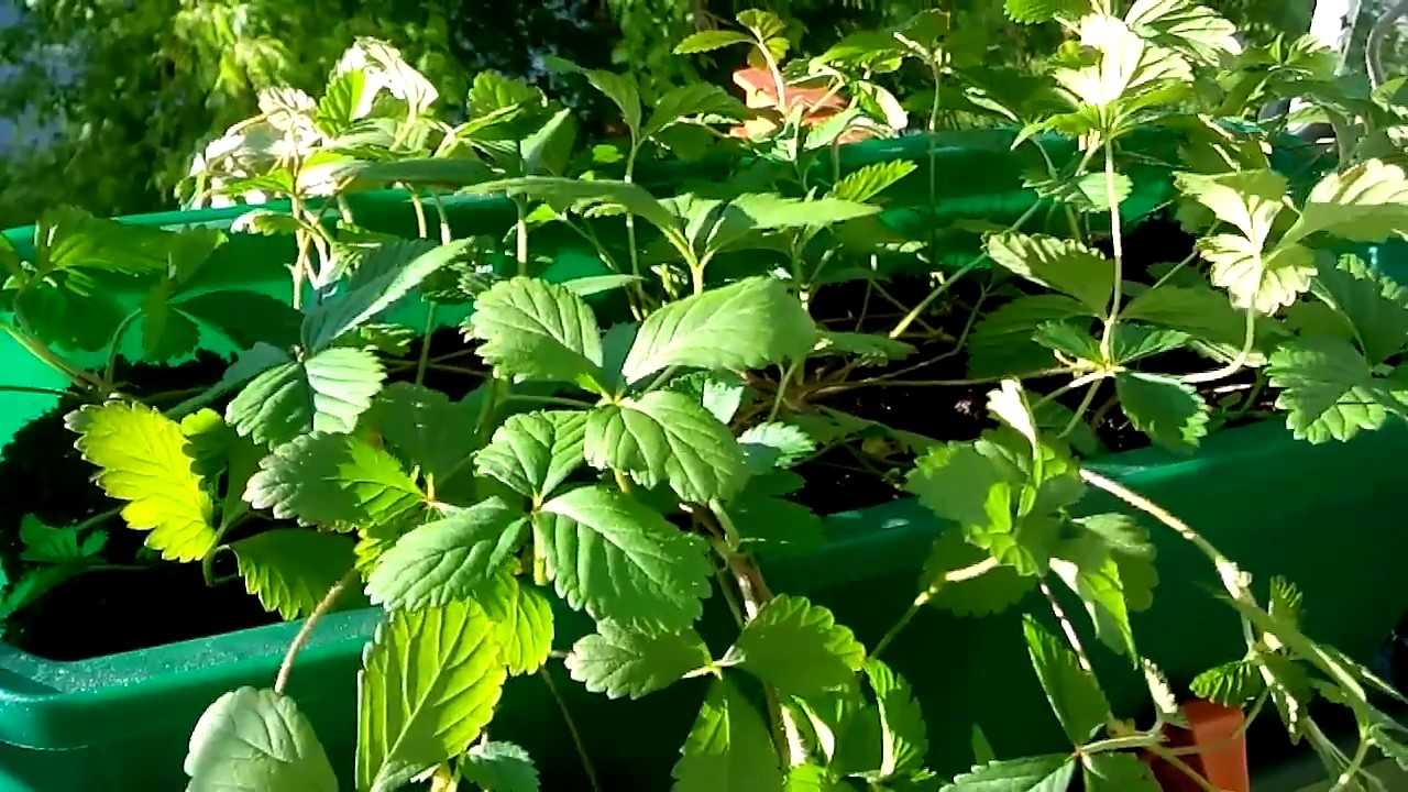 Дюшенея индийская росита выращивание из семян