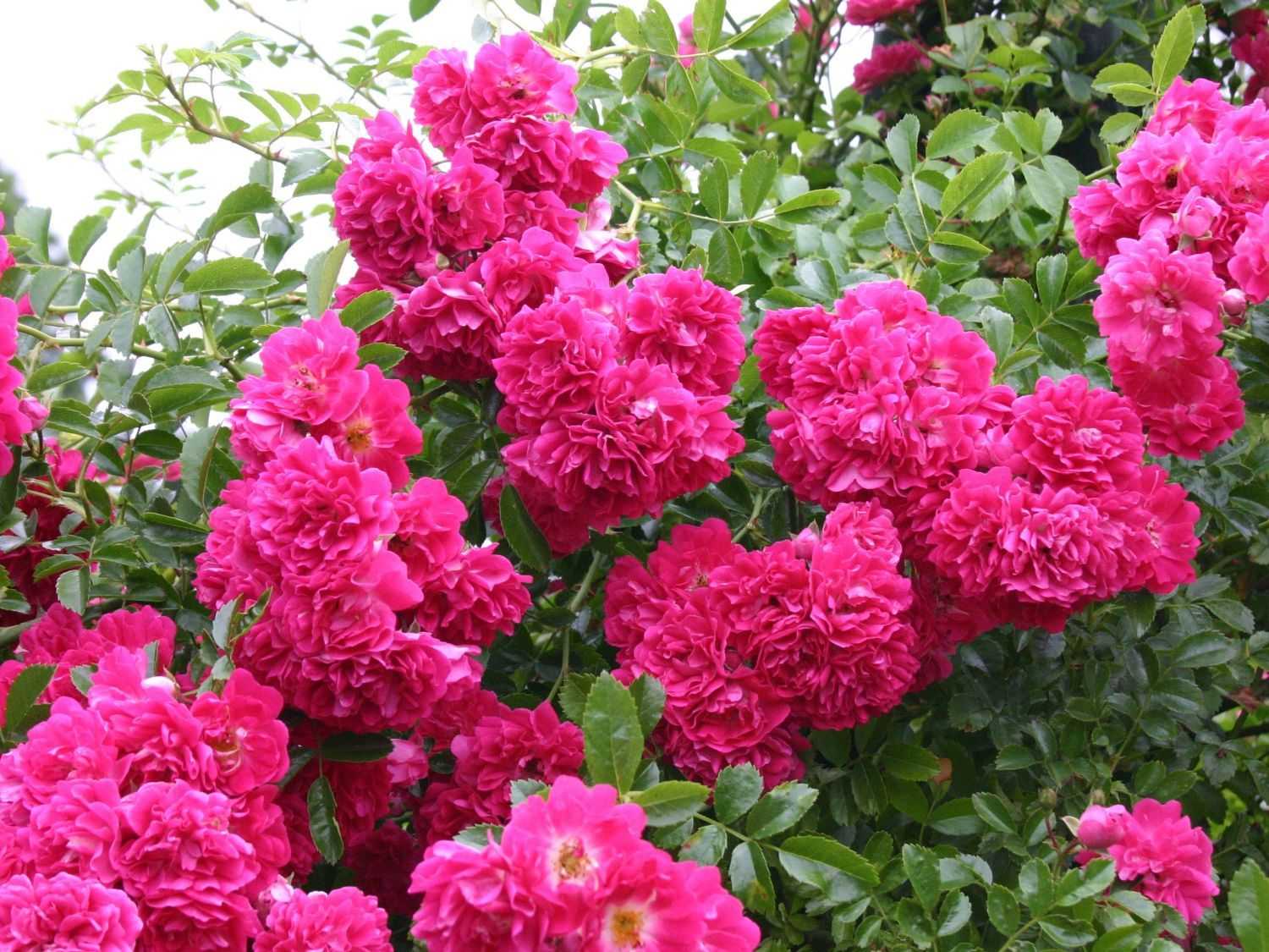 Роза супер эксцельза (super excelsa): описание сорта и фото, отзывы, условия выращивания