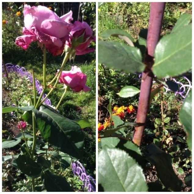 Английские розы: посадка и уход в открытом грунте. виды и сорта английских роз, фото