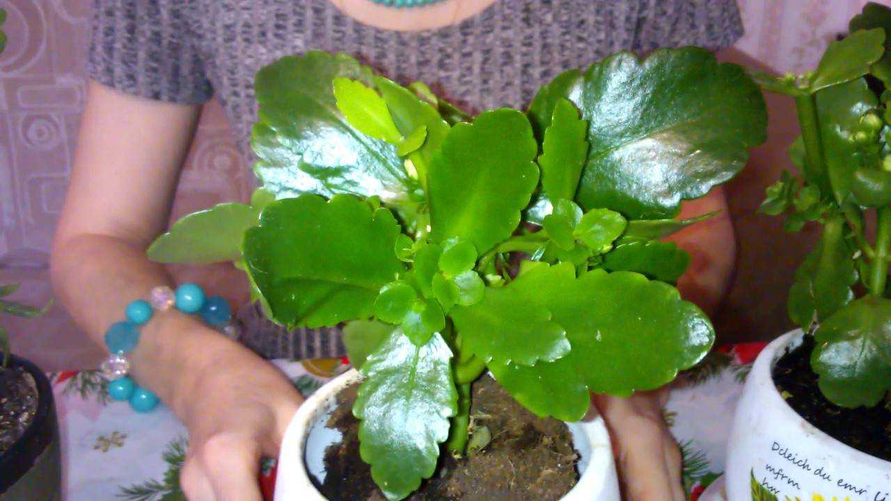 Каланхоэ перистое (29 фото): уход в домашних условиях, цветение и обрезка, каланхоэ перистое с зелеными цветами