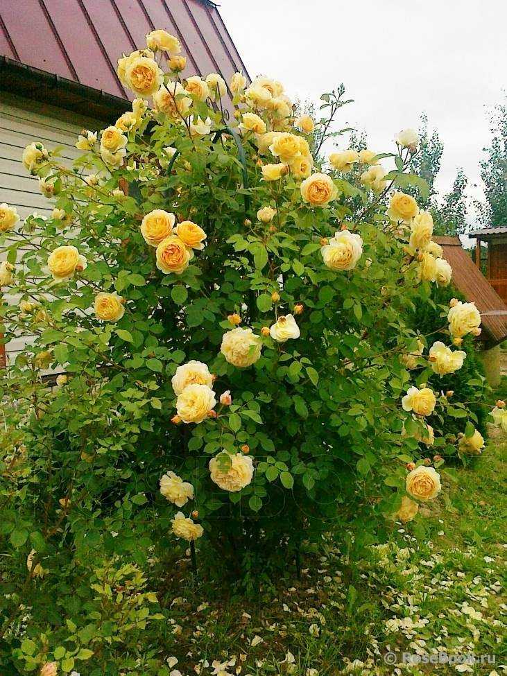 Сорта парковых роз, цветущих все лето