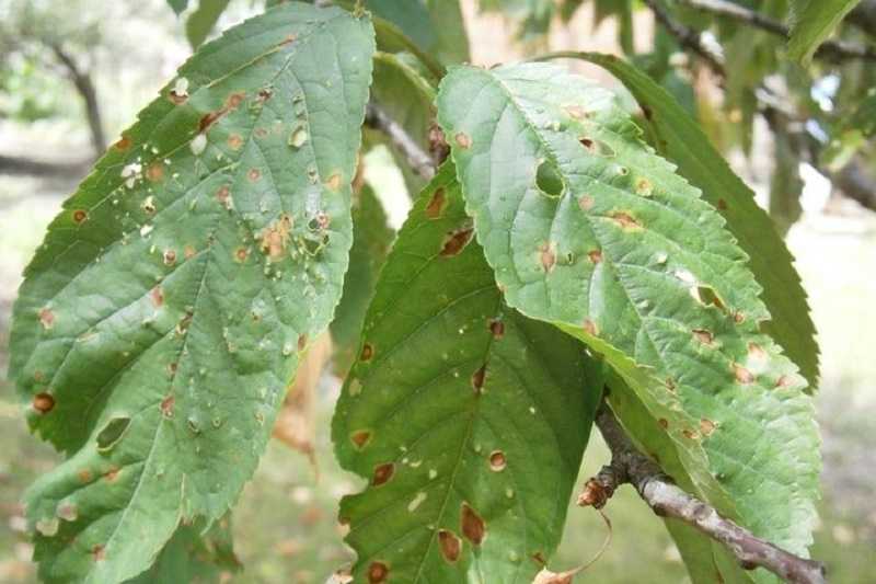 Вредители и болезни плодовых деревьев: описание и борьба с ними