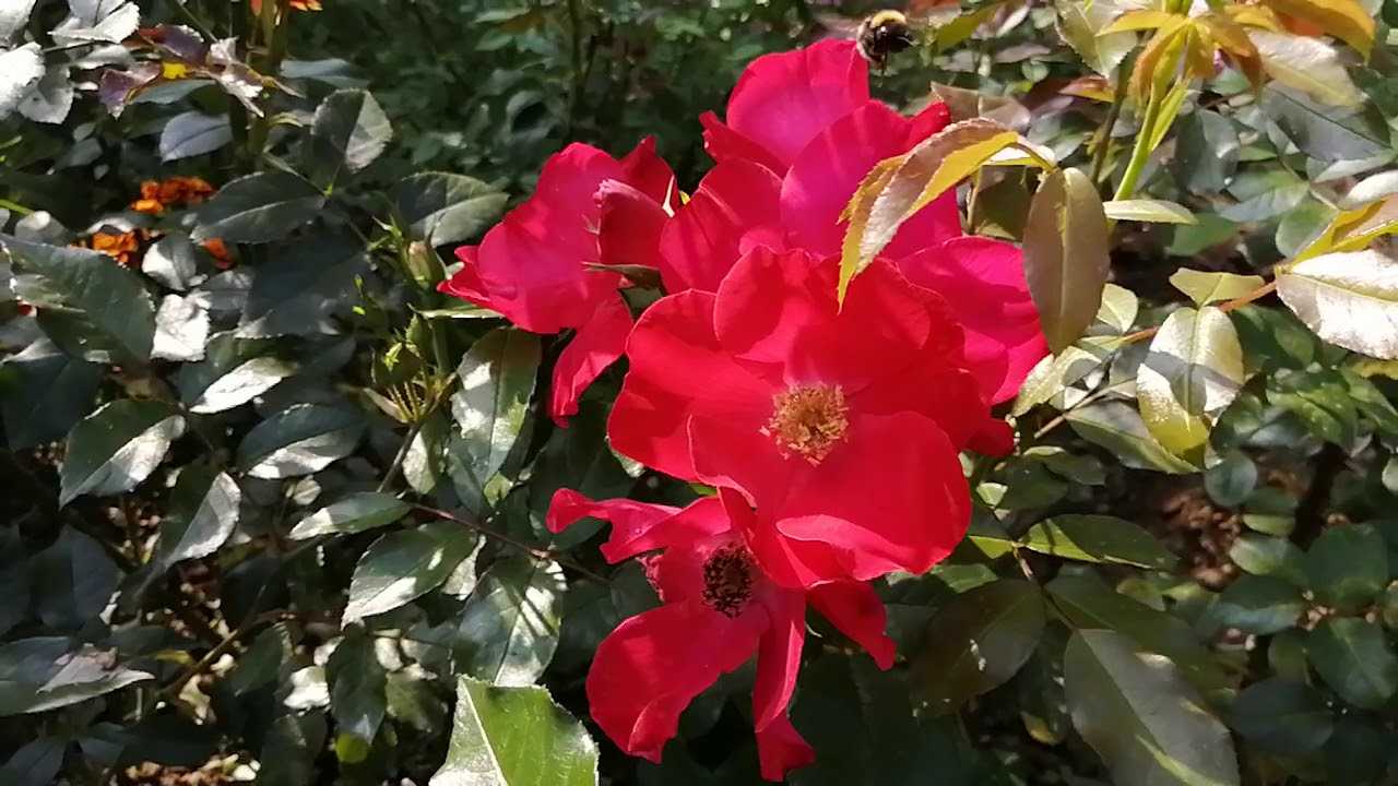 Парковая роза посадка и уход в открытом грунте
