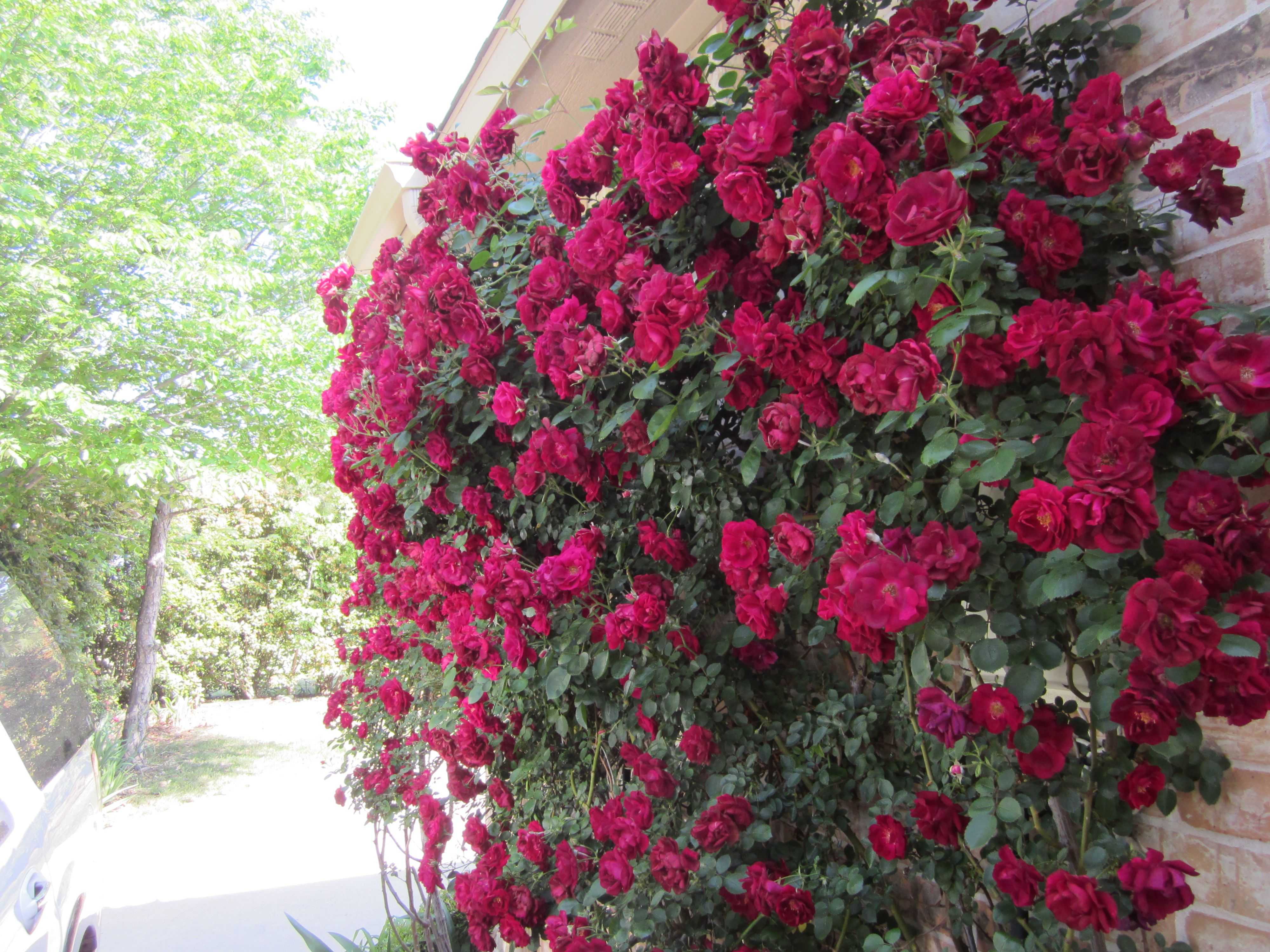 Плетистая роза дон жуан (don juan): описание, посадка, уход, отзывы, фото