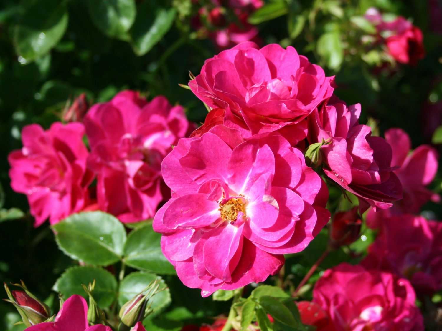 Выращивание плетистой розы джон кэбот: описание канадского паркового сорта