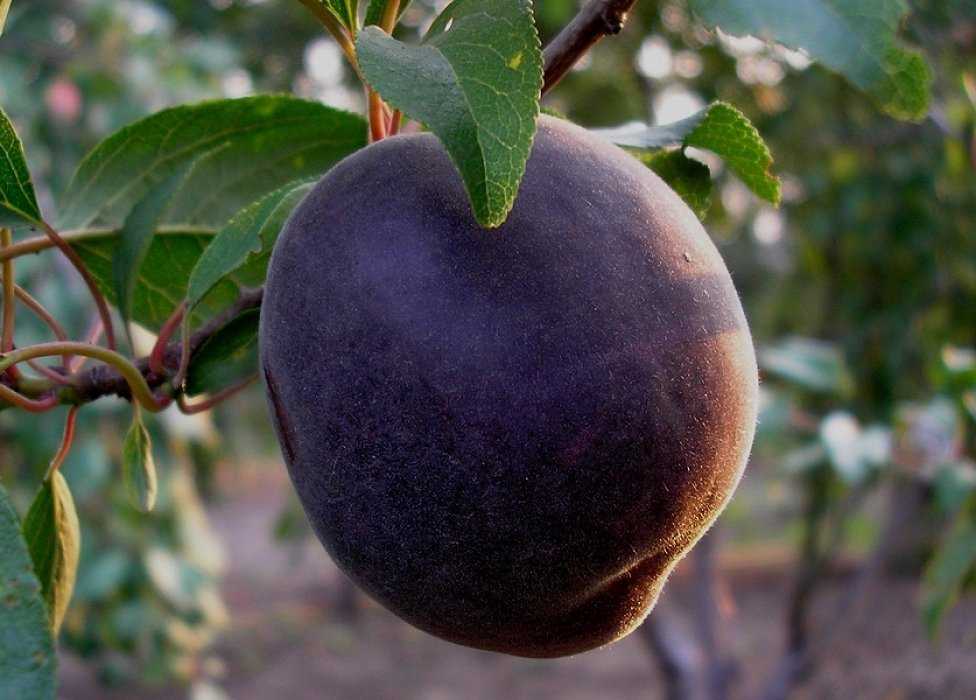 Сорт абрикоса черный принц, описание, характеристика и отзывы