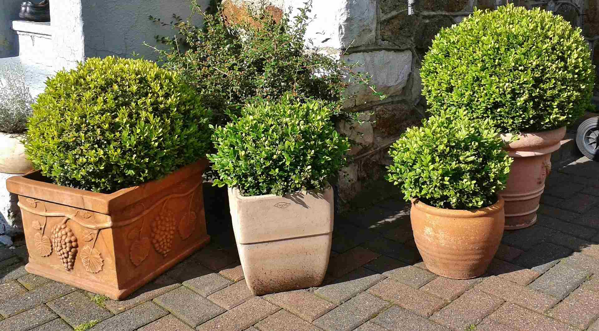 Buxus sempervirens самшит