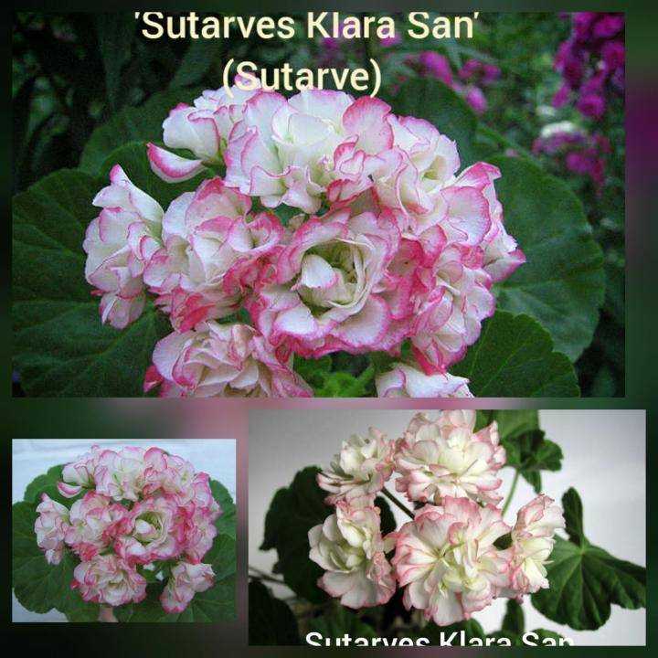 ✅ о пеларгонии sutarves klara san (сутарве клара сан): характеристики сорта, уход