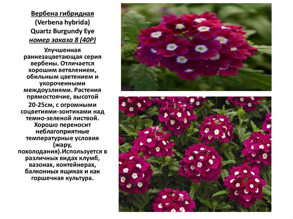 Вербена – выращивание и уход. фото, сорта | wikibotanika.ru