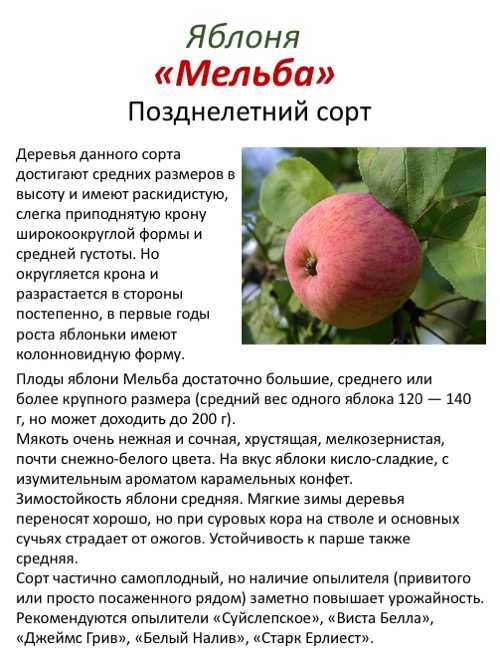 Яблоня конфетное опылители - дневник садовода semena-zdes.ru