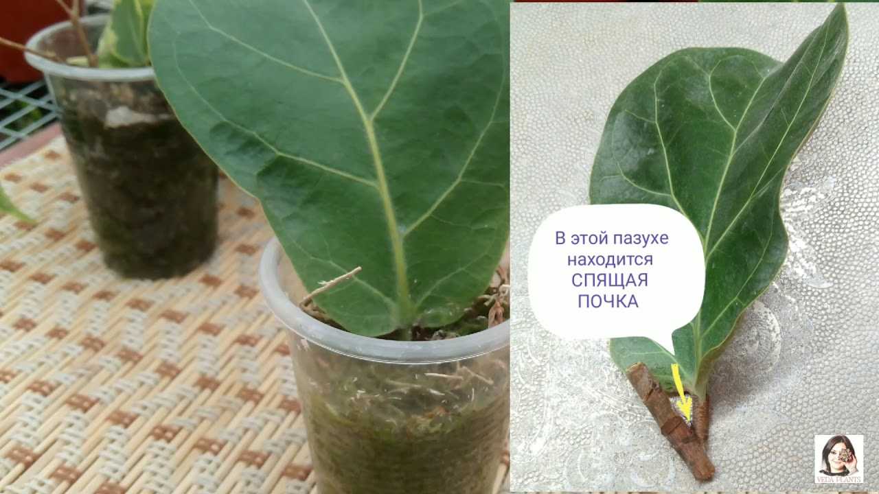 Как размножить фикус в домашних условиях: способы размножения, как вырастить корень и посадить отросток, советы, как размножать и укоренить крупнолистный фикус?