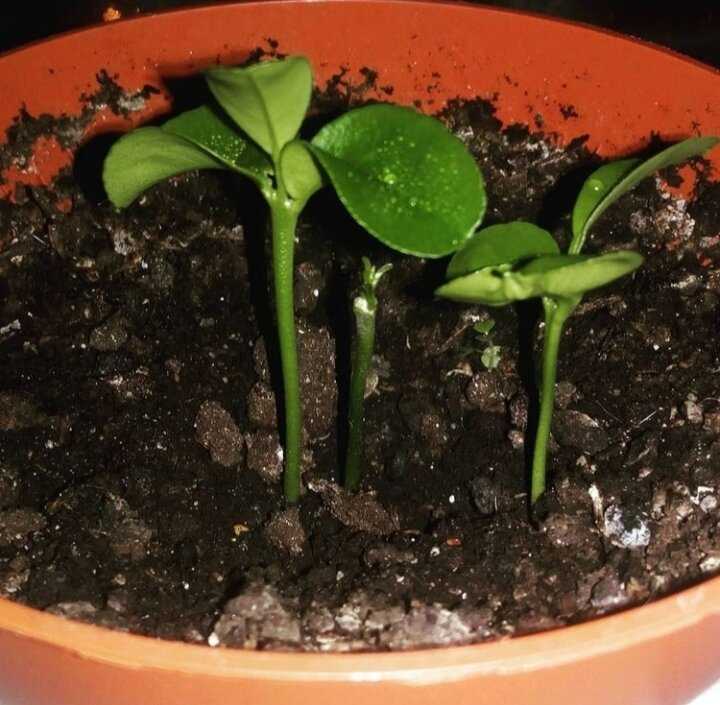 Мандариновое дерево - выращивание из косточки или саженца, оптимальные условия для роста в помещении