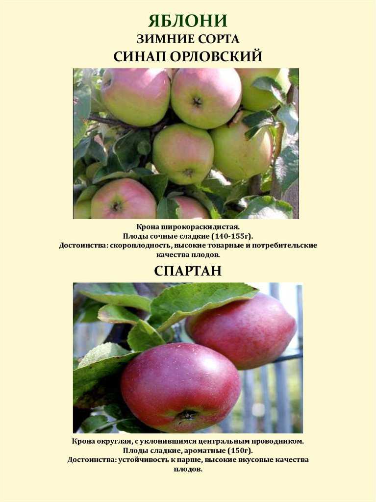 Описание и особенности яблони сорта роялти, посадка и уход